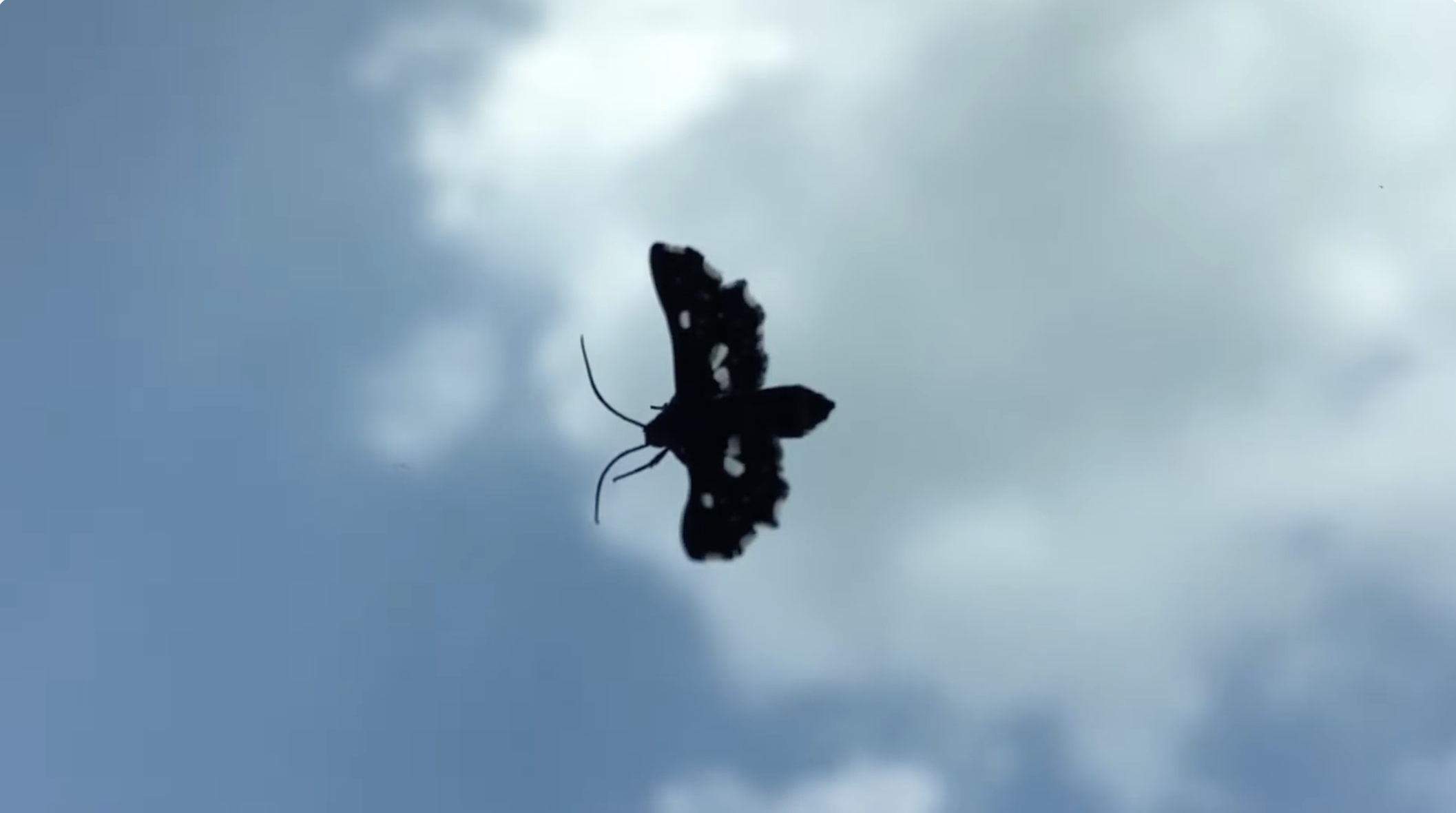 飛翔之夏